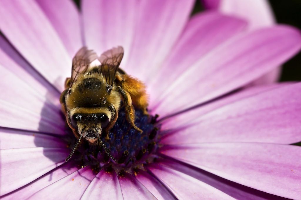 Eucera sp.